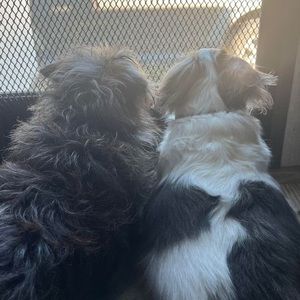 Meet your Posher, Robin